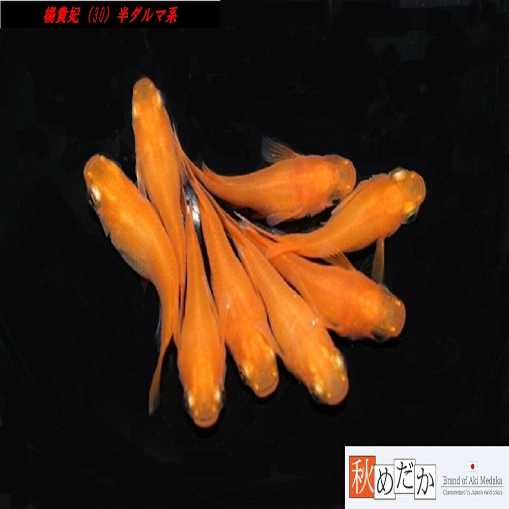 楊貴妃半ダルマ（初恋）