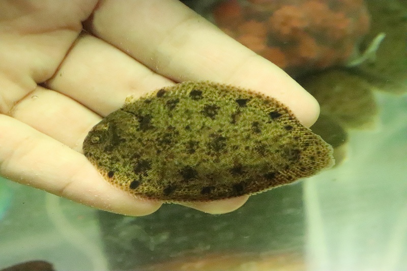 淡水カレイ