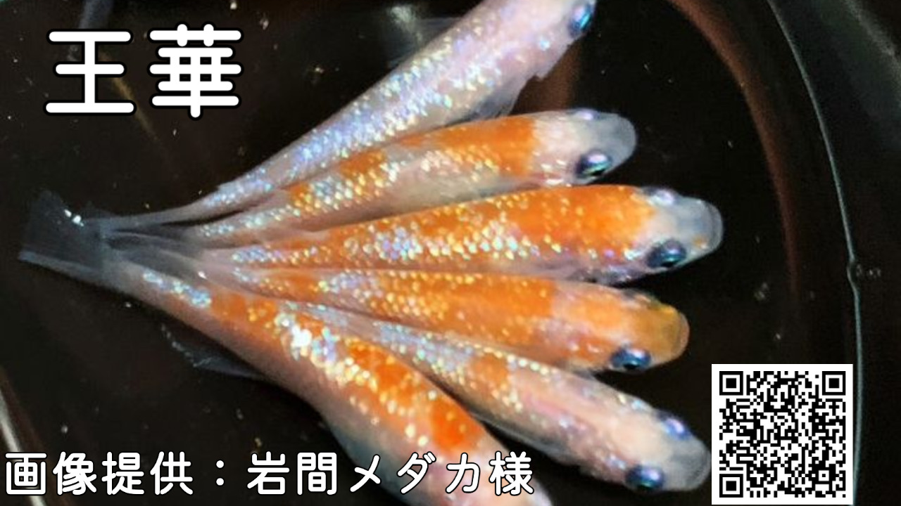 王華メダカ