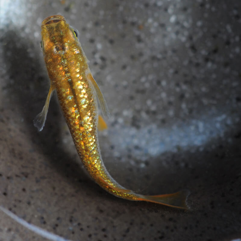 琥珀ラメメダカ