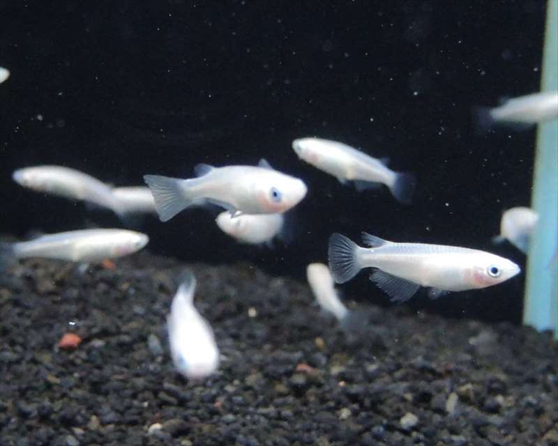 白メダカ