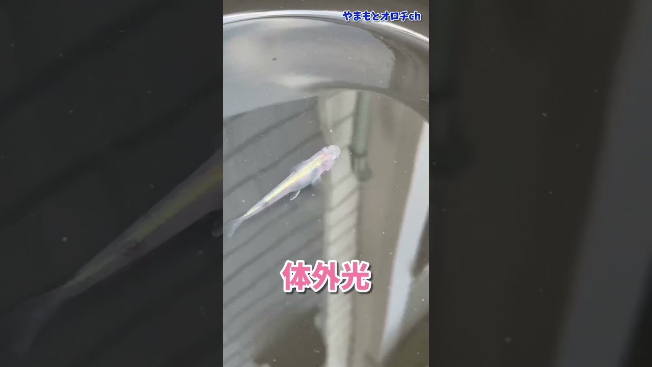 白斑体外光メダカ