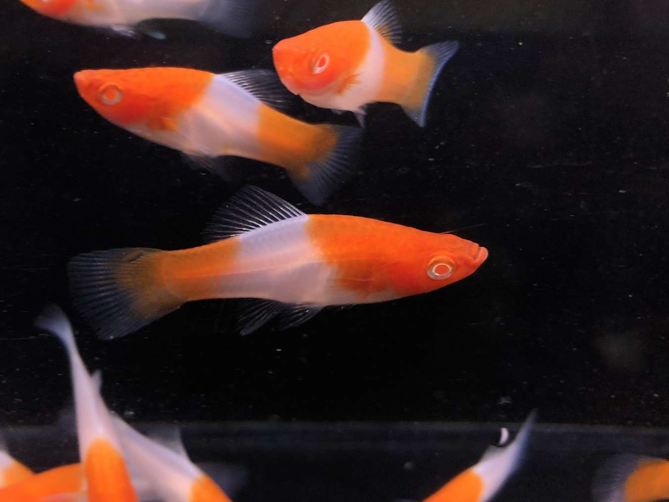 紅白ソード（コイソード）