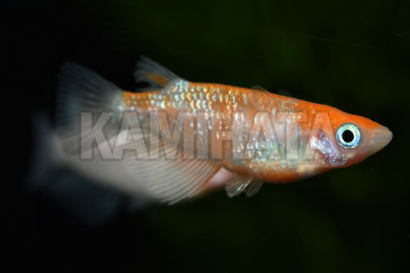 紅白ラメメダカ
