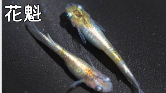 花魁Advanceメダカ