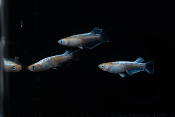 菊銀美人メダカ