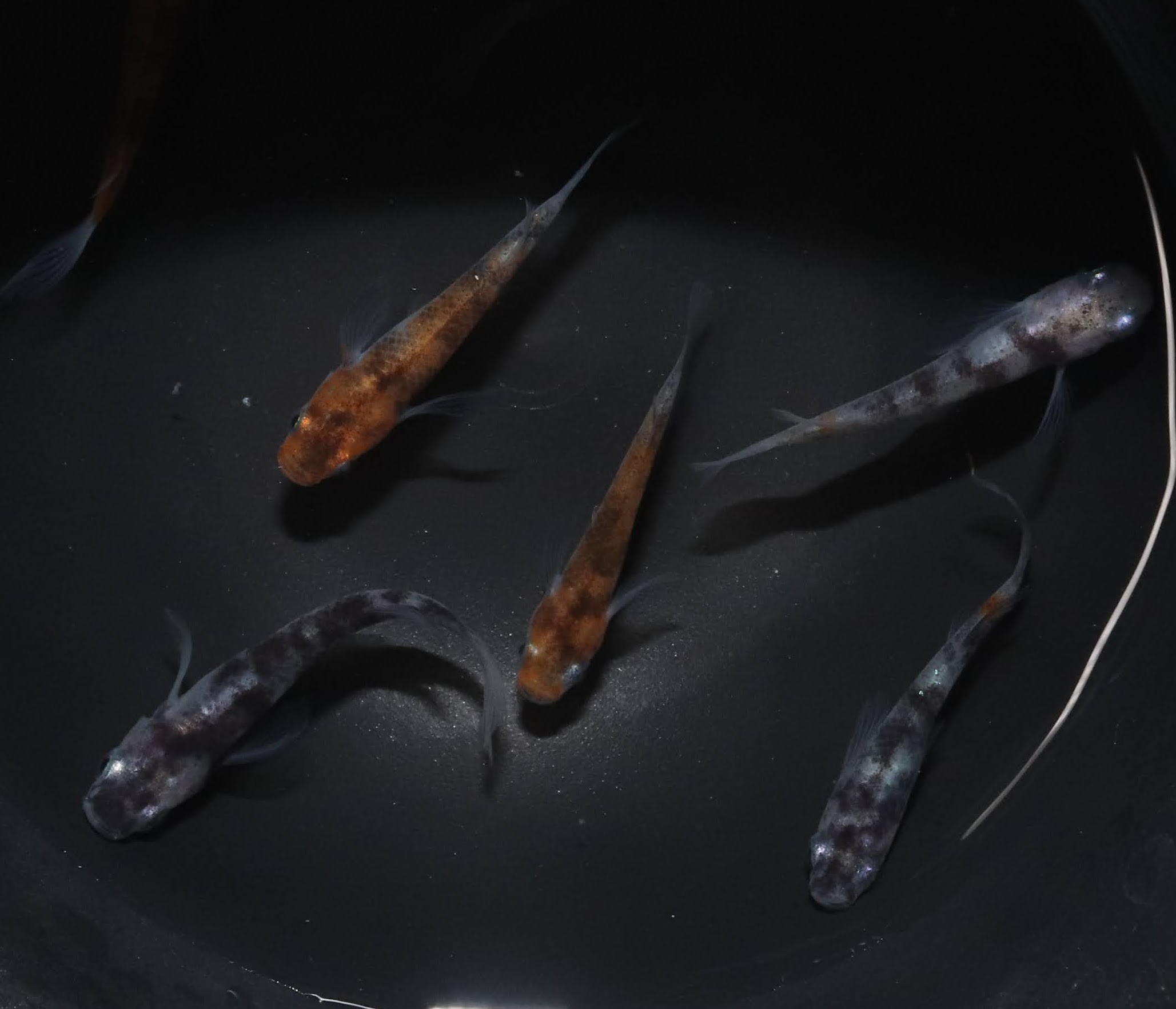 雲州白写りヒレ長メダカ