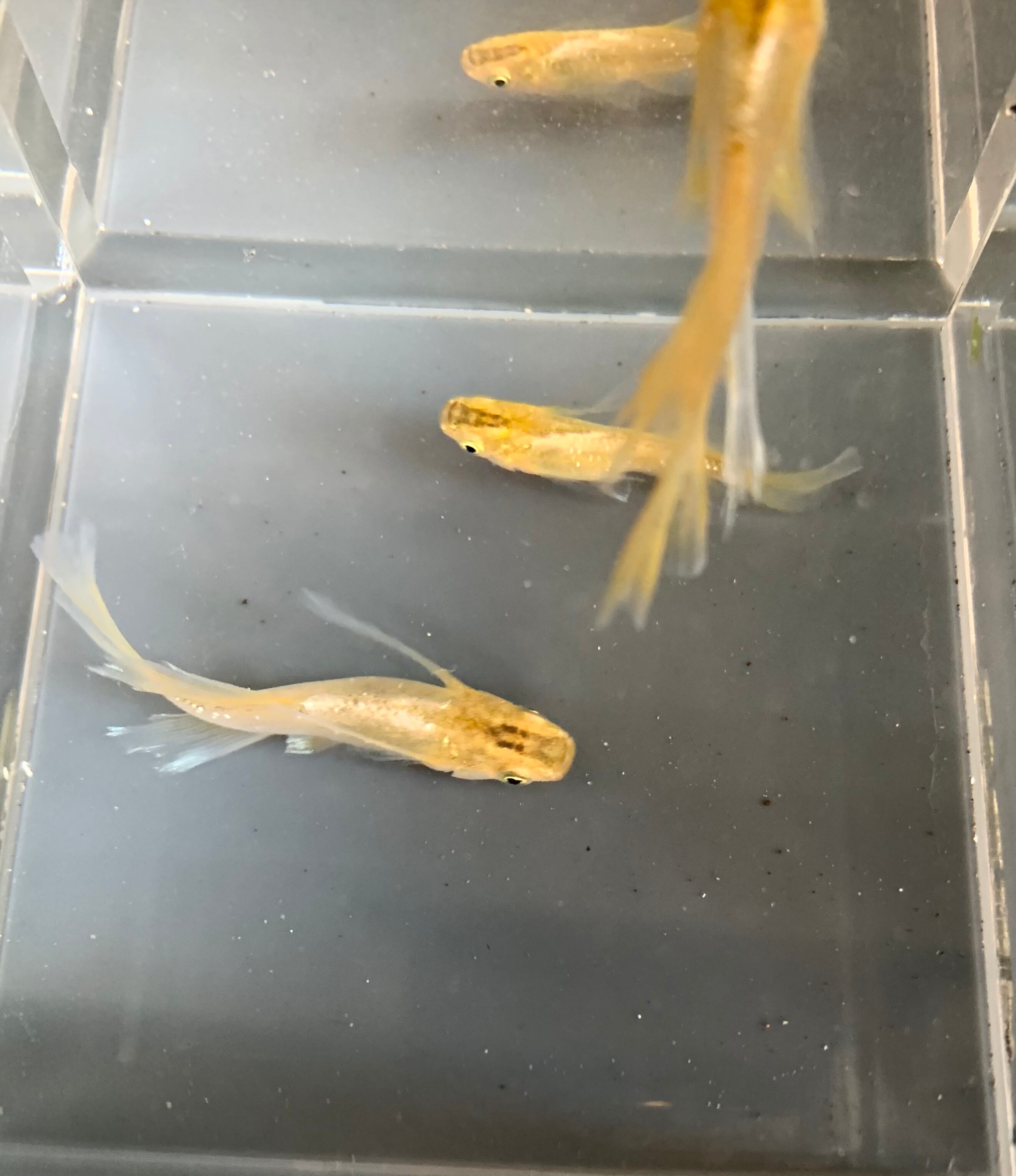 飛燕メダカ