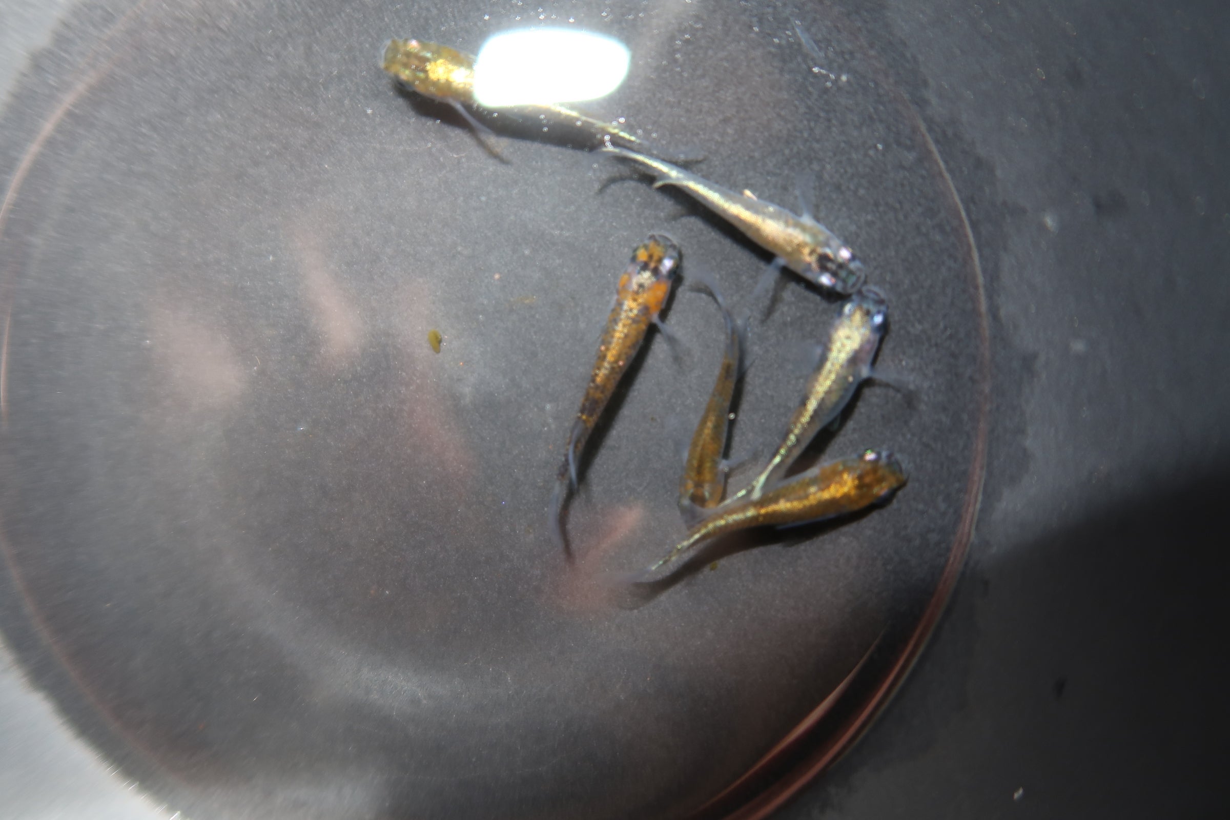 黒ラメ黄幹之体外光メダカ