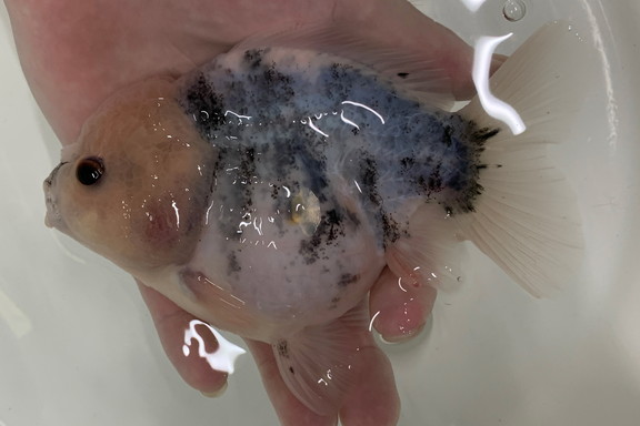 黒龍（スーパーブラック透明鱗）