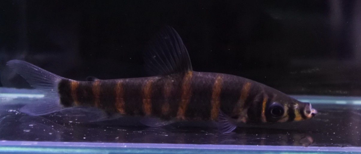 ｵﾚﾝｼﾞﾊﾞﾝﾃﾞｯﾄﾞｻﾙﾄｰﾙ