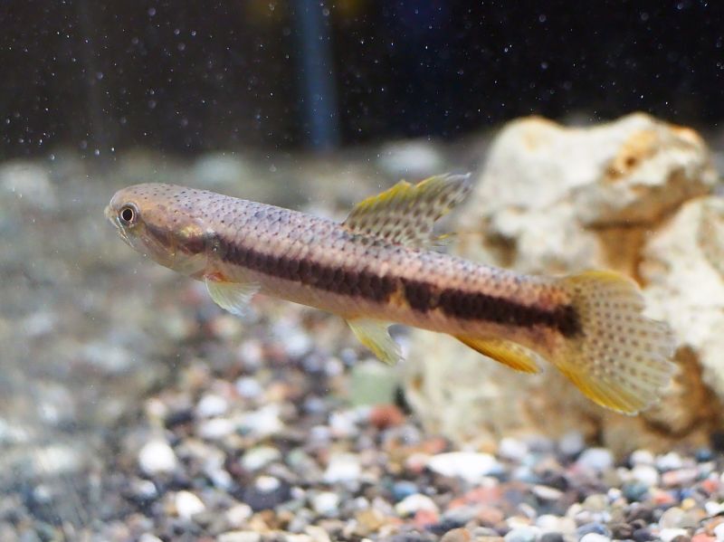 ｵﾚﾝｼﾞﾌｨﾝｷﾘｰﾎｰﾘｰ