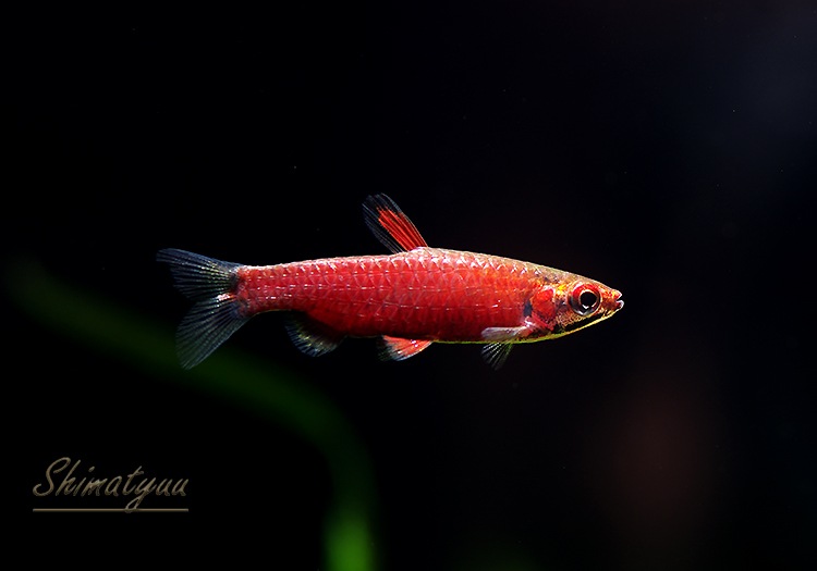 クリムゾンレッドペンシル