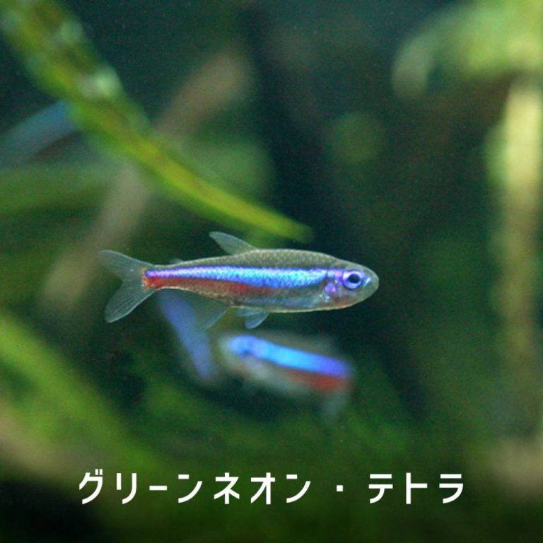 ｸﾞﾘｰﾝﾈｵﾝﾃﾄﾗ