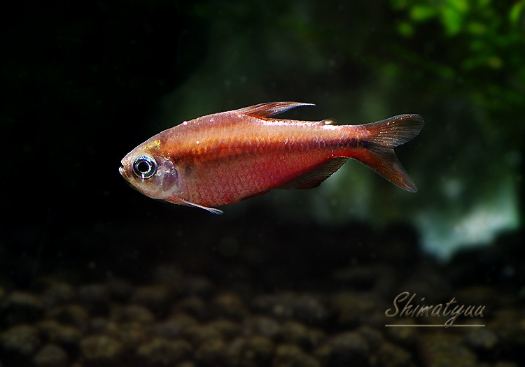 ｽｰﾊﾟｰﾚｯﾄﾞﾃﾞﾋﾞﾙﾃﾄﾗ