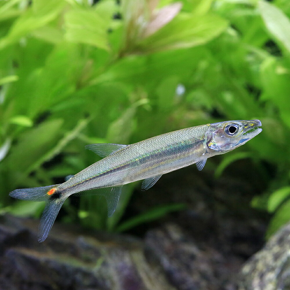 ｽﾄﾗｲﾌﾟﾄｰﾋﾟｰﾄﾞﾊﾟｲｸｶﾗｼﾝ