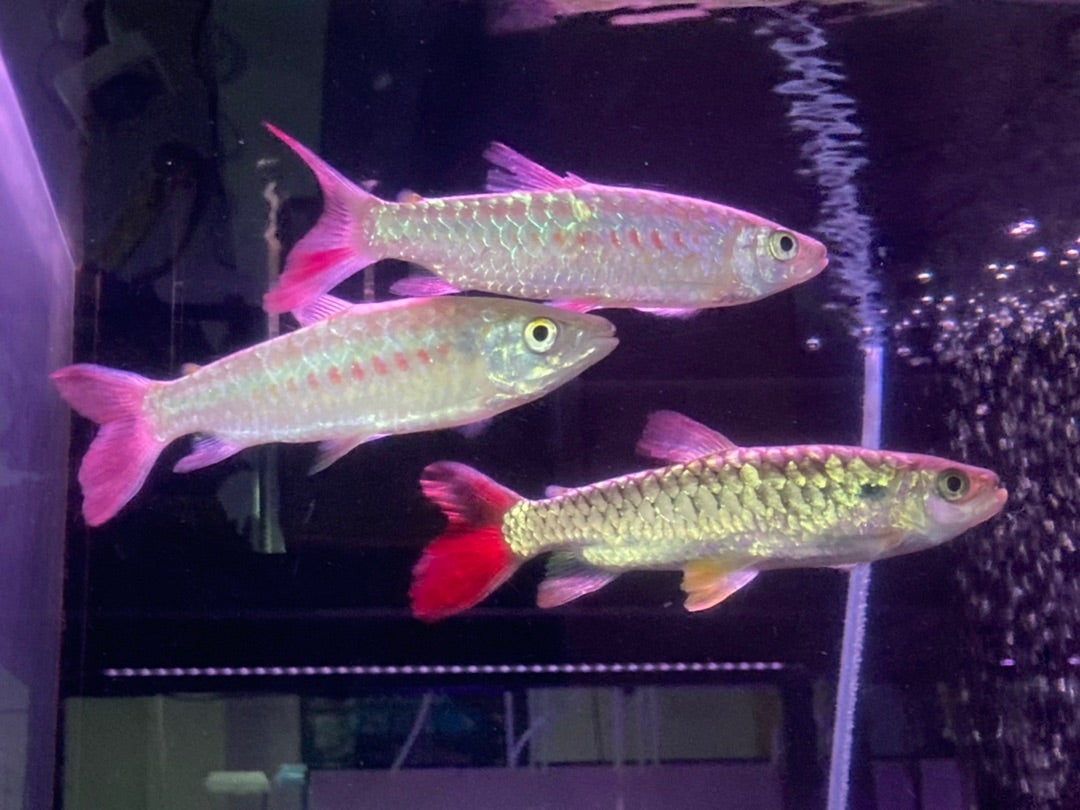 ｽﾎﾟｯﾄﾋﾟﾝｸﾃｰﾙｶﾗｼﾝ