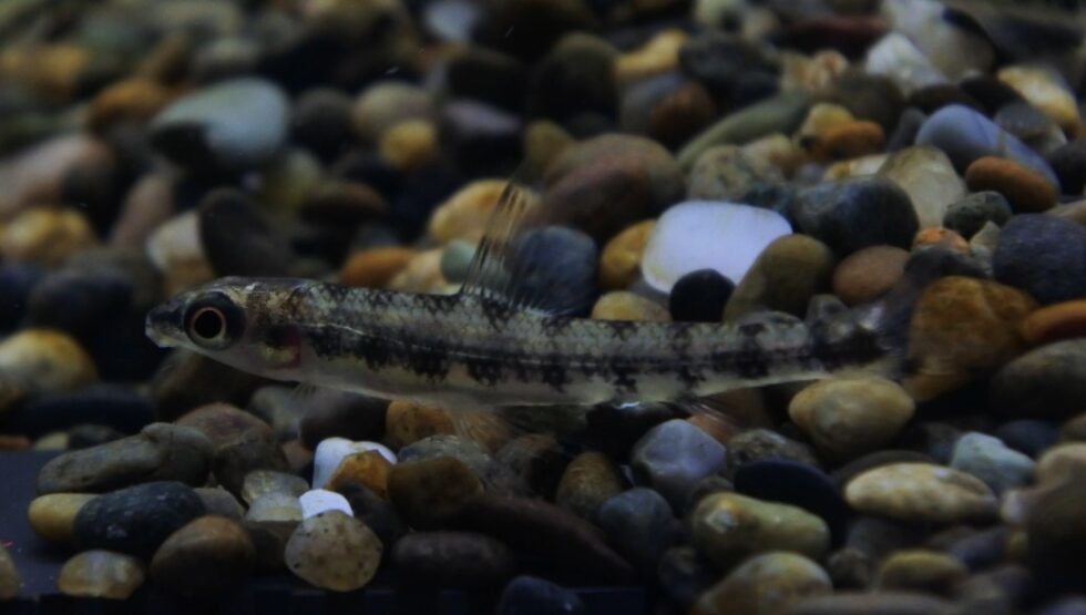 ｽﾚﾝﾀﾞｰｱﾌﾘｶﾝﾀﾞｰﾀﾃﾄﾗ