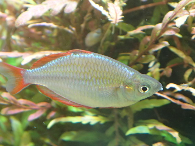 ﾄﾞﾜｰﾌｸﾞﾗｽﾃﾄﾗ