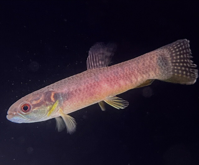 ﾊﾟｰﾌﾟﾙﾚｲﾝﾎﾞｰﾎｰﾘｰ