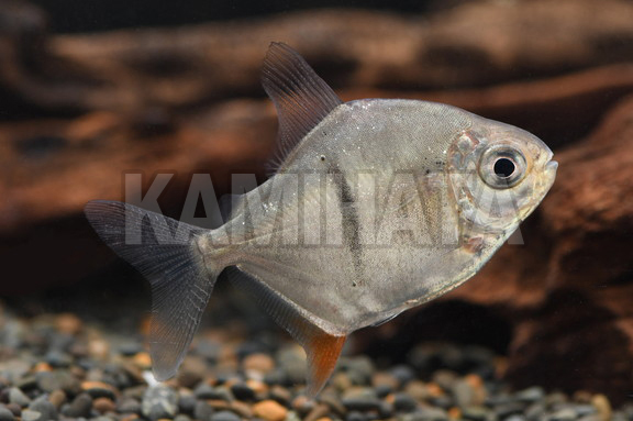 ブラックバンデットメチニス