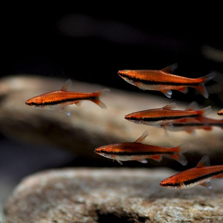 ﾍﾞｯｸﾎﾙﾃﾞｨﾍﾟﾝｼﾙ