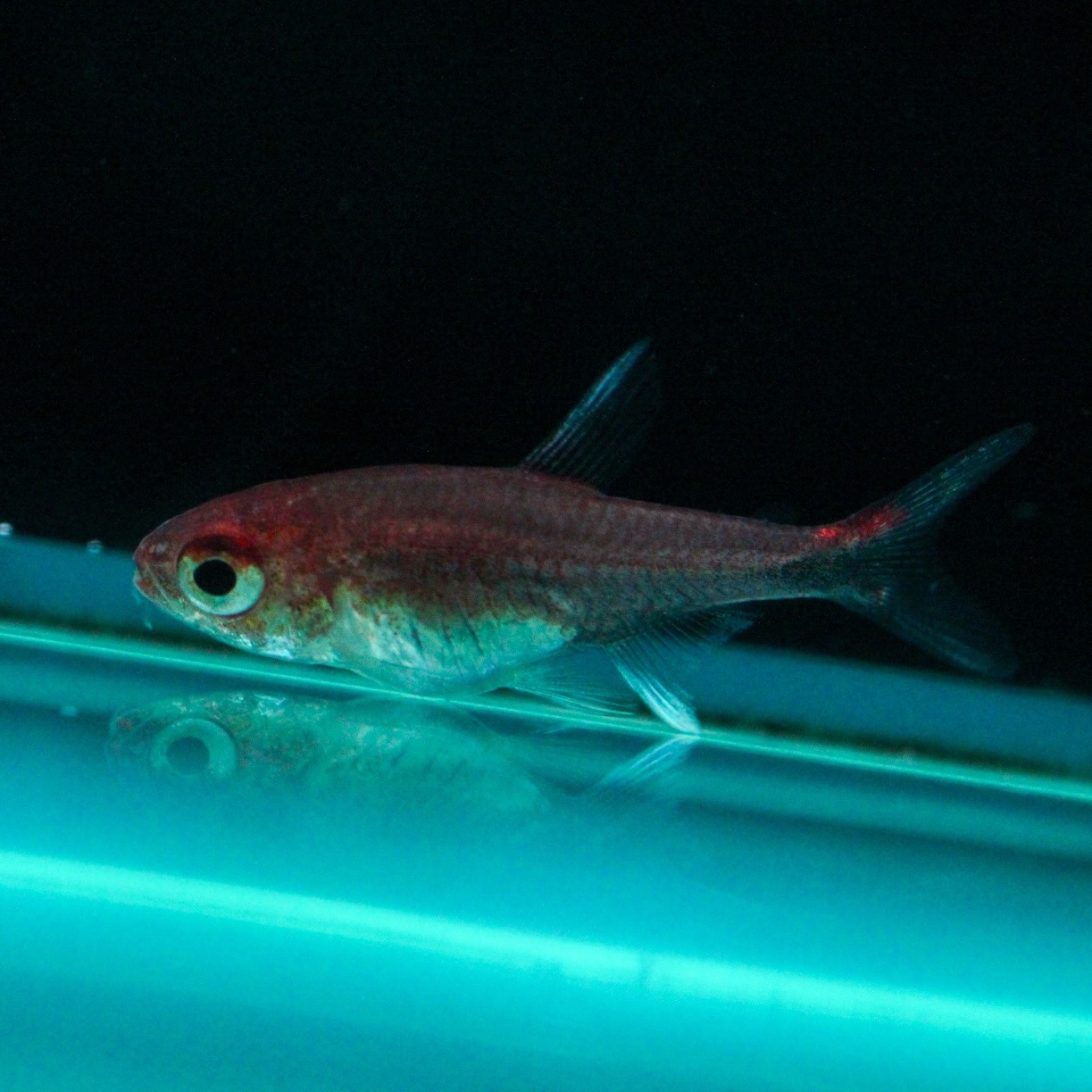 ﾍﾟﾙﾋﾞｱﾝﾄﾞﾜｰﾌｸﾞﾗｽﾃﾄﾗ