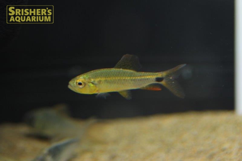 ﾚｯﾄﾞﾌｨﾝｾﾙﾌｨﾝﾃﾄﾗ