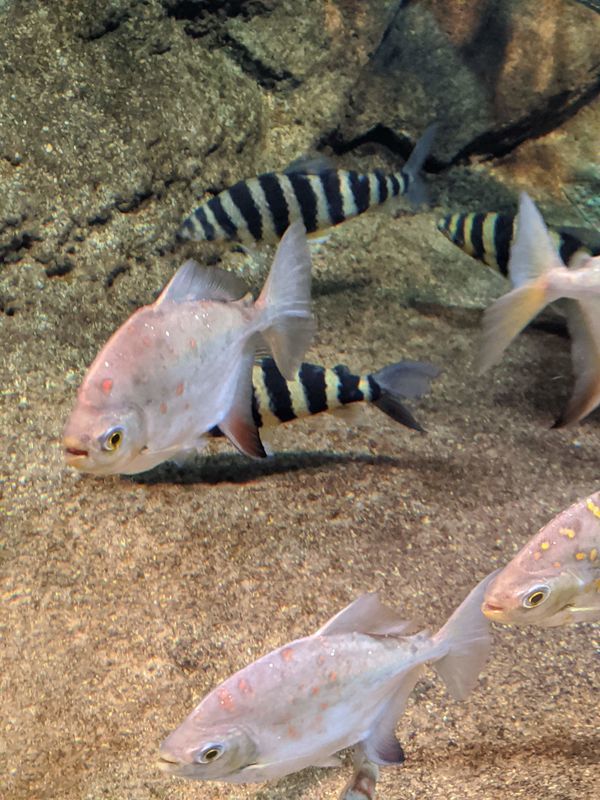 ﾚｯﾄﾞﾌｨﾝﾊｲﾎﾞﾃﾞｨﾒﾁﾆｽ