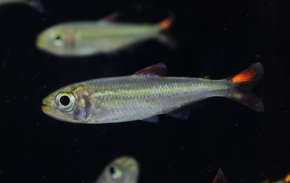 ﾚｯﾄﾞﾌｨﾝﾌﾞﾘｺﾉﾌﾟｽ