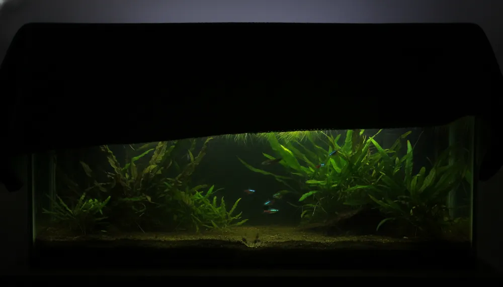 アオミドロ遮光は3日で決着！魚も水草も無事な"完全遮光"の極意