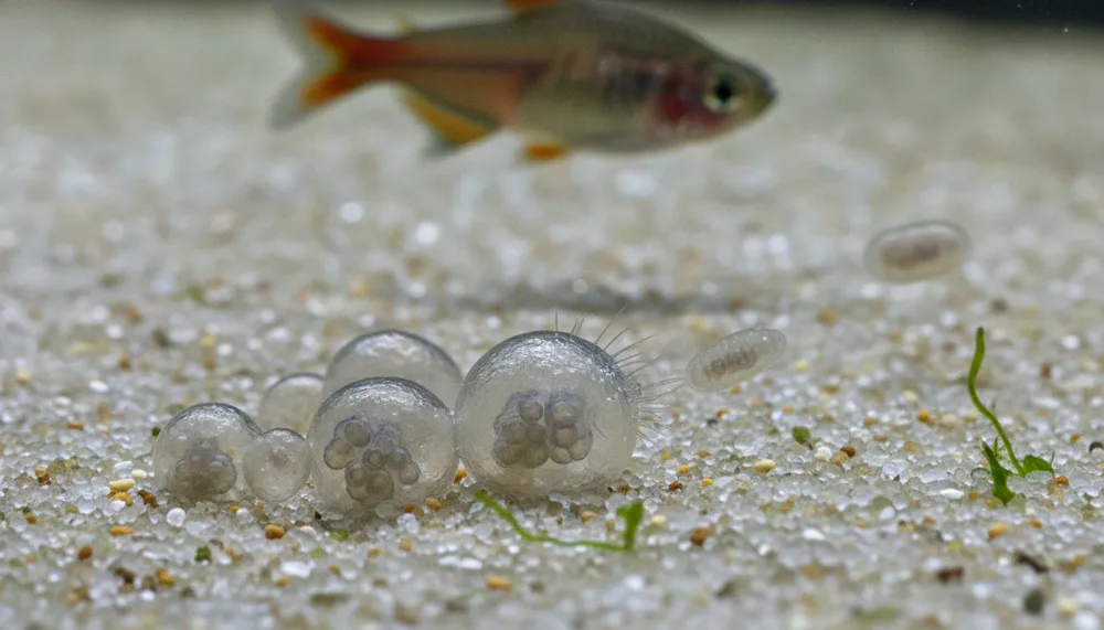 薬は効かない？白点病の寄生虫サイクル、真犯人は底砂にいた！