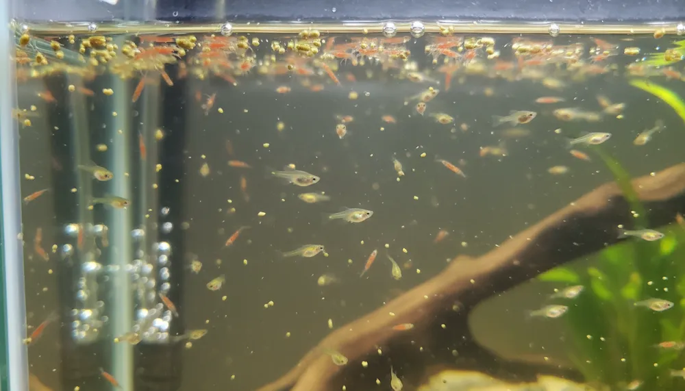 稚魚のエサ切り替えで餓死させない！ブラインシュリンプ卒業のたった１つのコツ