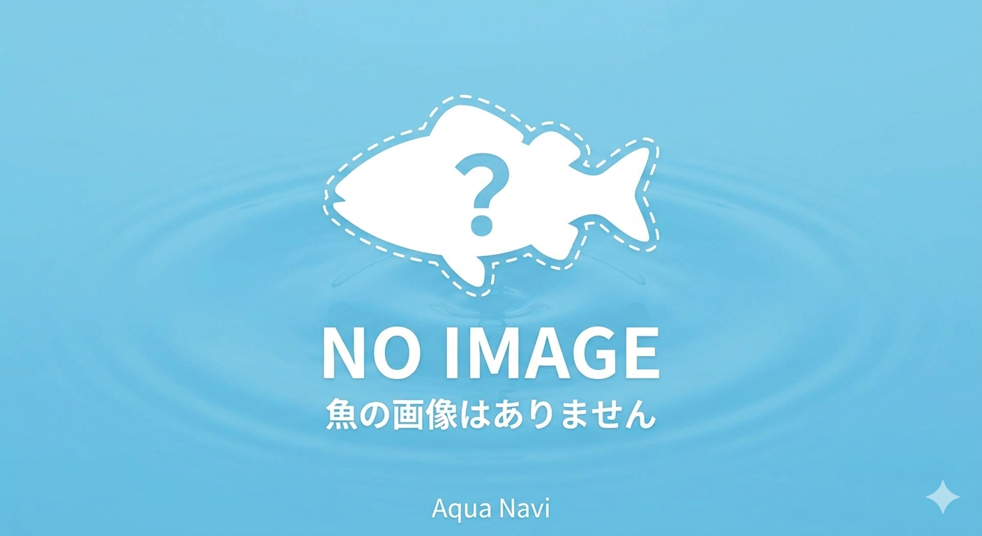 RREAアクアマリンネオンテール(トパーズ)