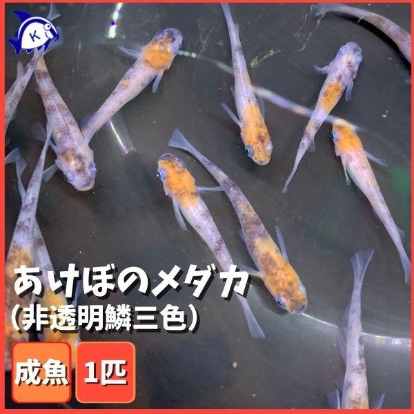 あけぼのメダカ(非透明鱗三色)
