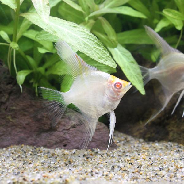 アルビノエンゼル