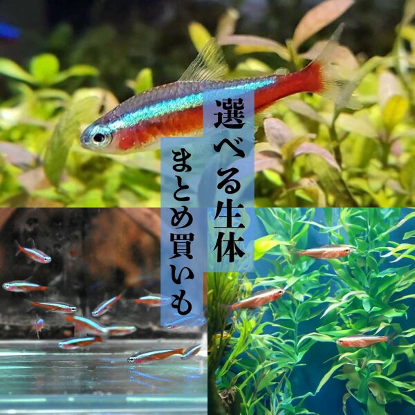 アルビノカージナルテトラ
