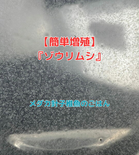 オロチメダカ