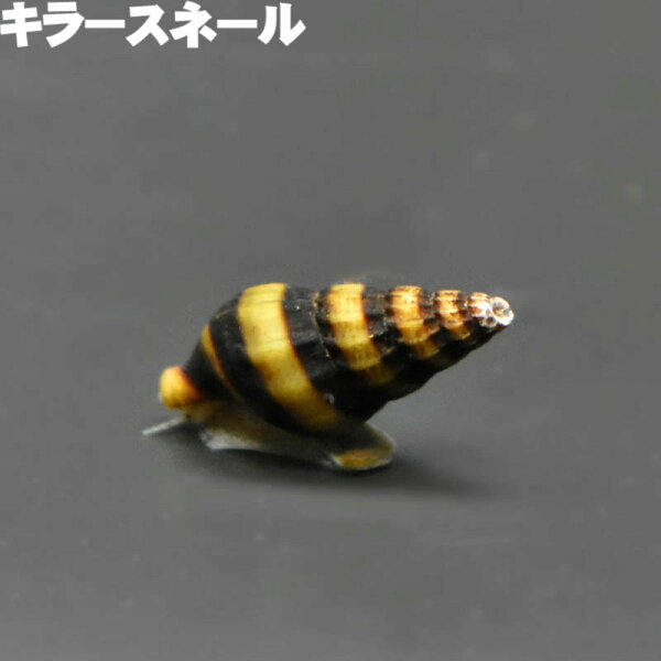 キラースネール