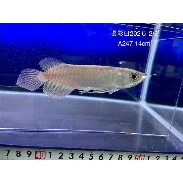 グリーンアロワナ