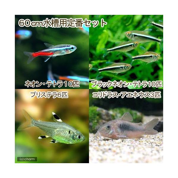 コリドラス・アエネウス ブラック