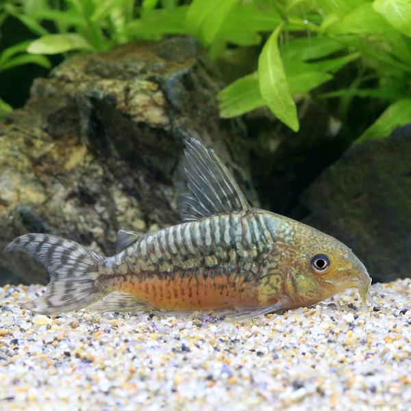 コリドラス・ゲリィ