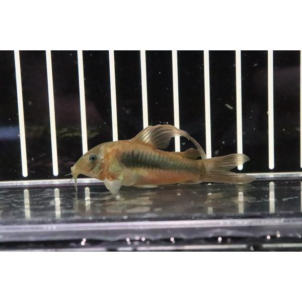 コリドラス・．ロングフィン アエネウス