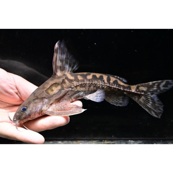 サンフランシスコドラス
