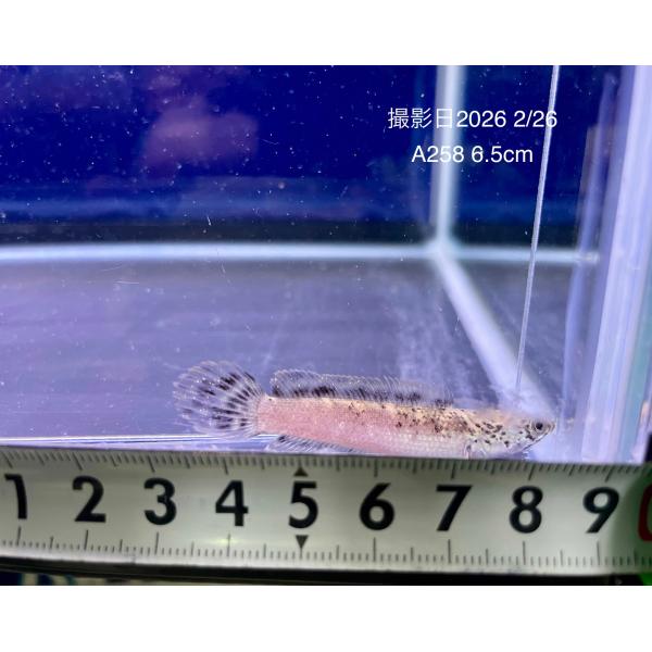チャンナ リムバータ 'ダルメシアン'