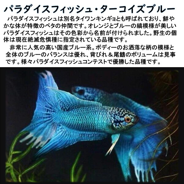 パラダイスフィッシュ