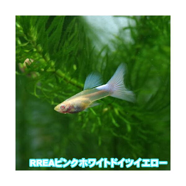 ピンクタキシードグッピー