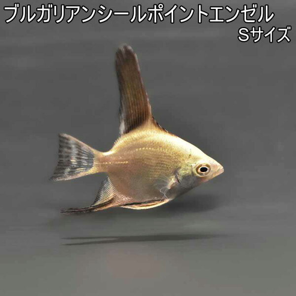 ブルガリアンシールポイントエンゼル
