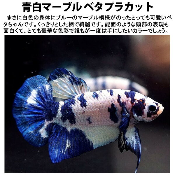 ベタ 青