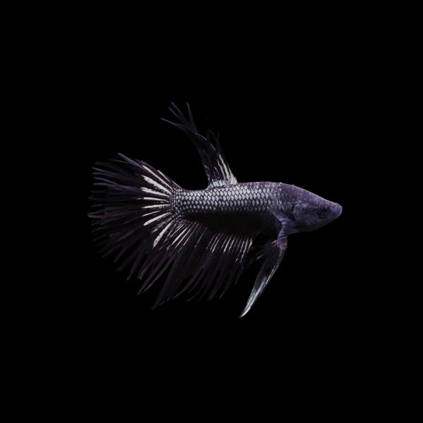 ベタ CT ブラックオーキッド